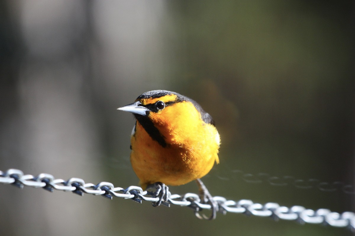 Bullock's Oriole - ML449806171