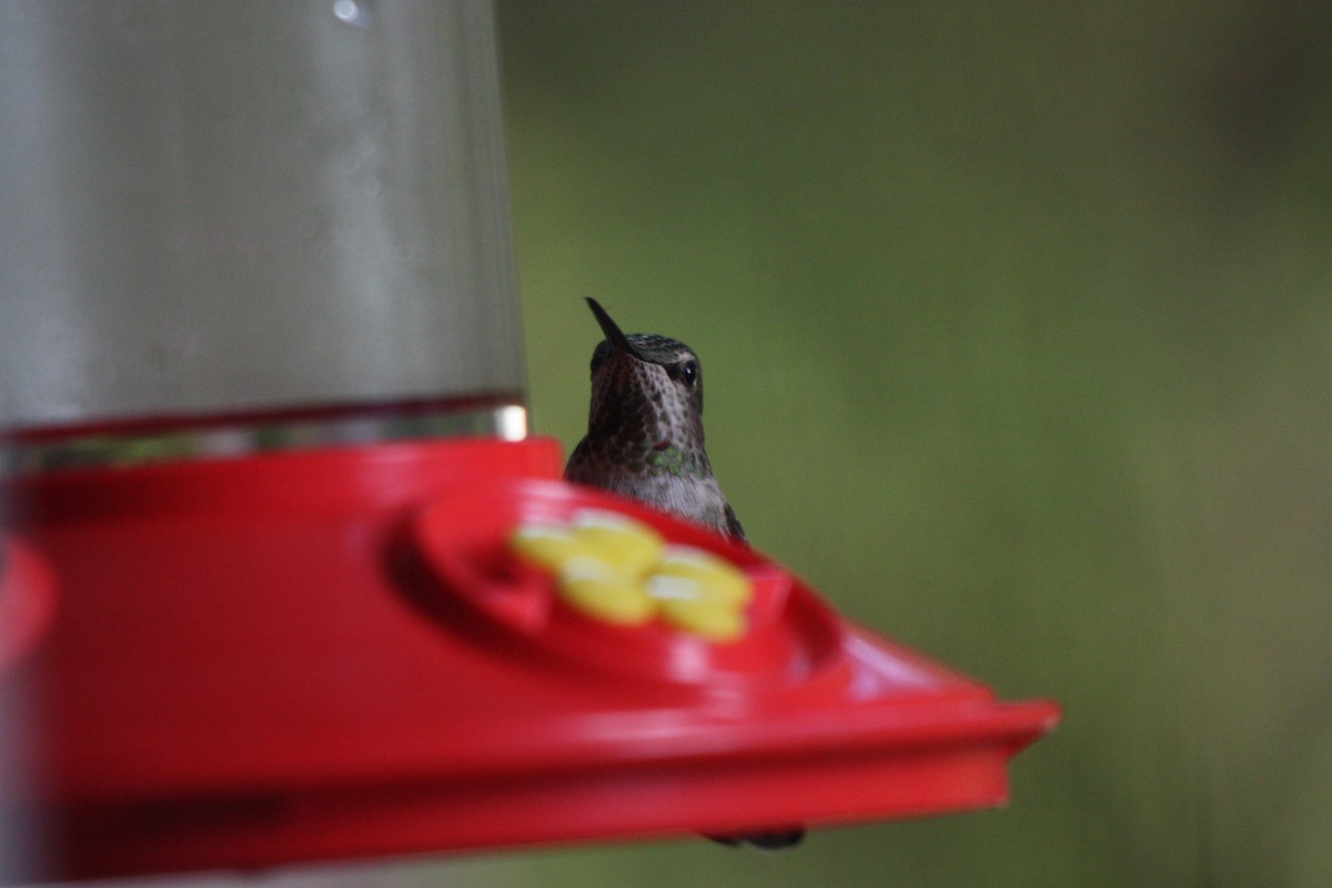Anna's Hummingbird - ML449806501