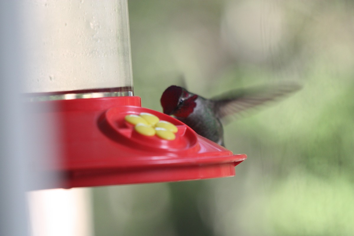 Anna's Hummingbird - ML449806511