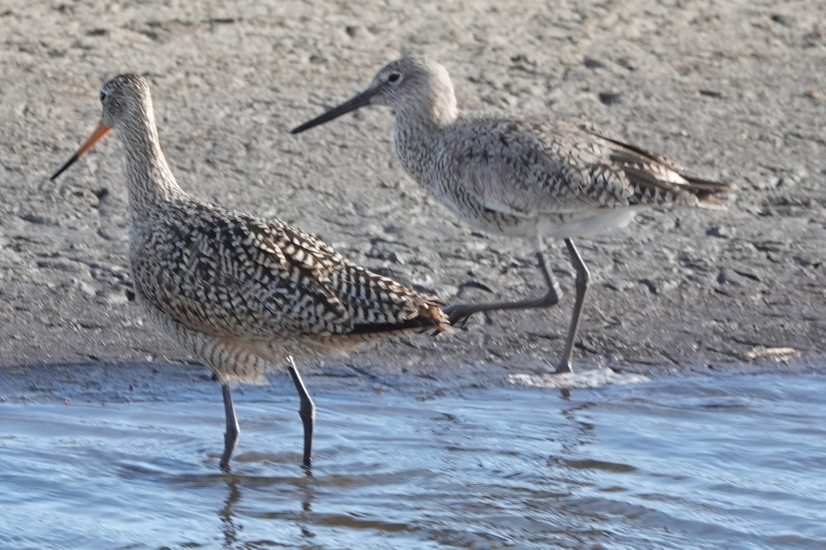 Willet - ML449807511