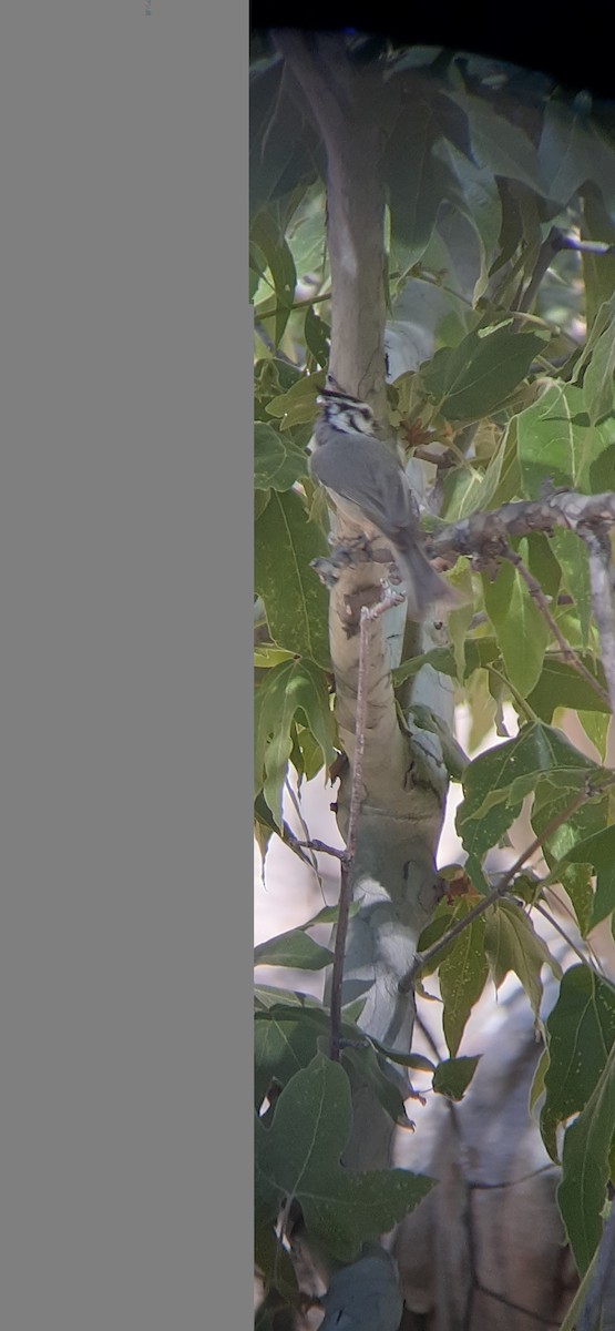 Bridled Titmouse - ML449807771