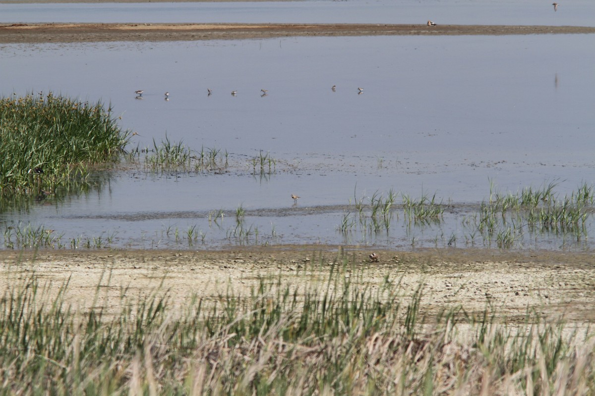 Siberian Sand-Plover - ML44980831