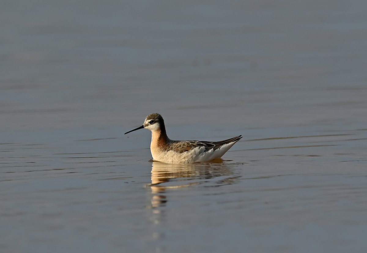 Wilson's Phalarope - ML449808341