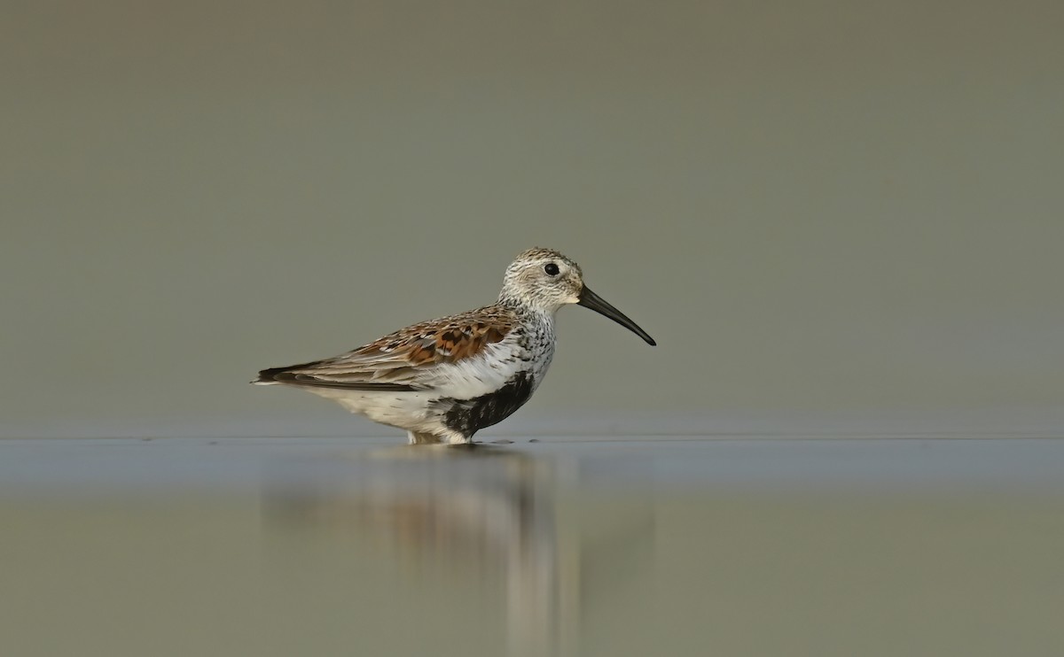 Dunlin - ML449808381