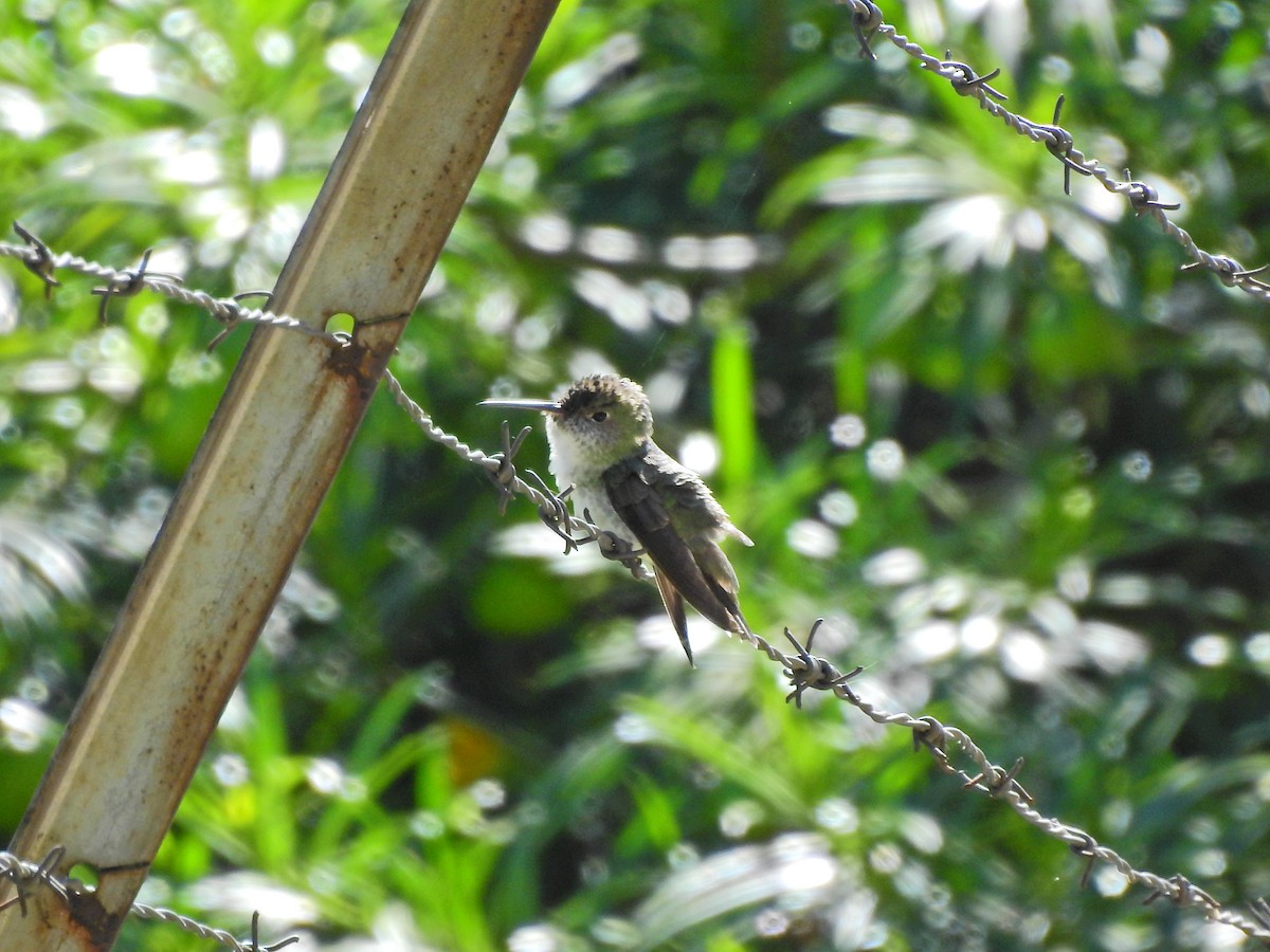 White-bellied Hummingbird - ML449809111