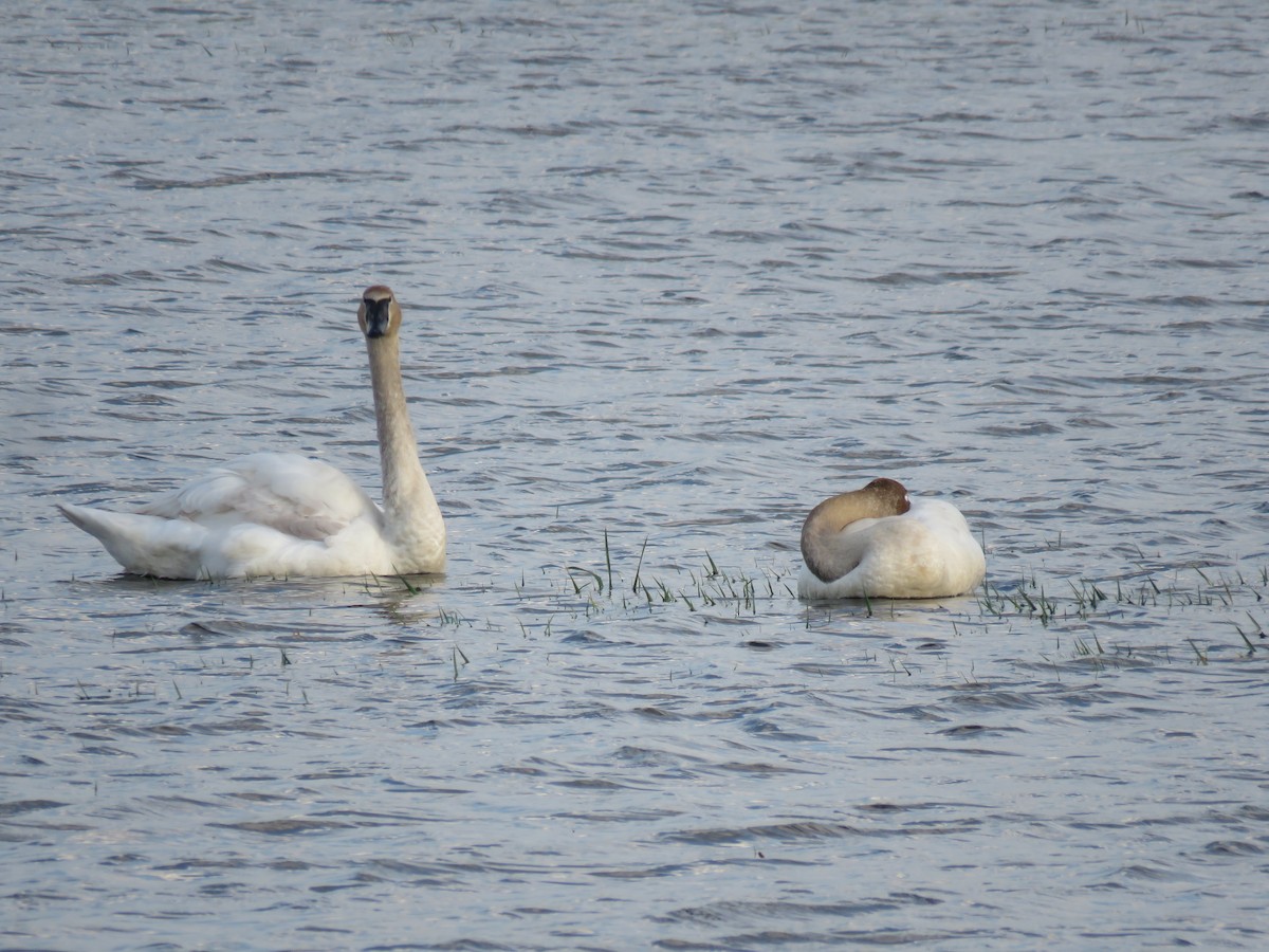 Trumpeter Swan - ML449810491