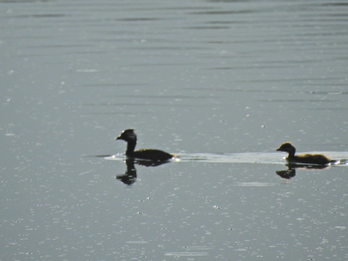 White-tufted Grebe - ML449812101