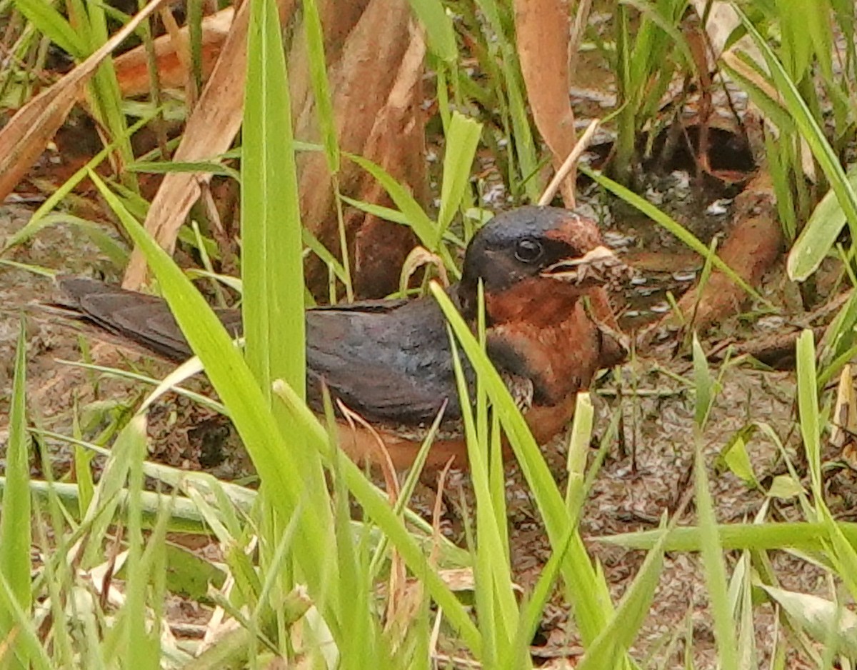 Barn Swallow - ML449812221