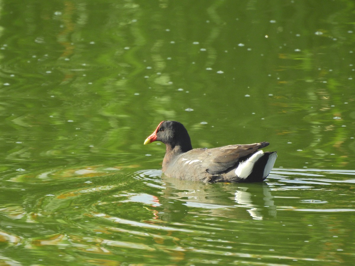 Common Gallinule - ML449812461