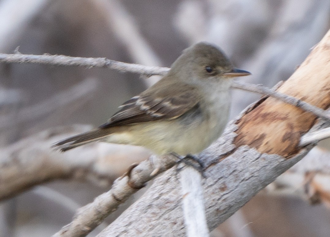 Willow Flycatcher - ML449814201