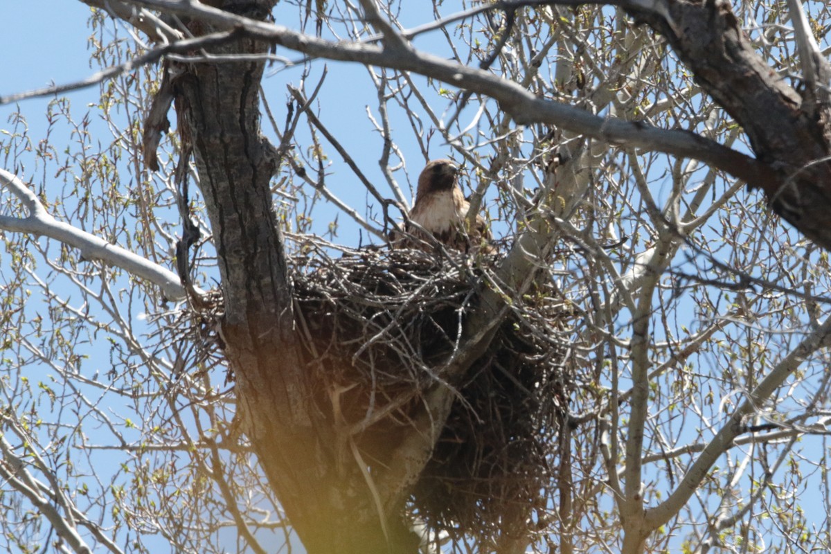 Red-tailed Hawk - ML449815471