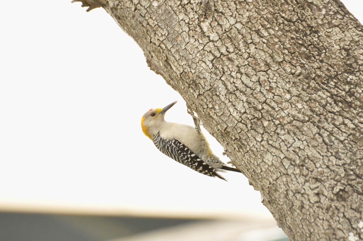 Golden-fronted Woodpecker - Sam Simon
