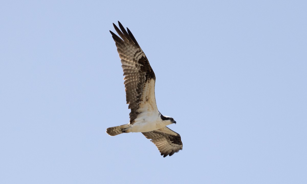 Osprey (carolinensis) - ML449816521