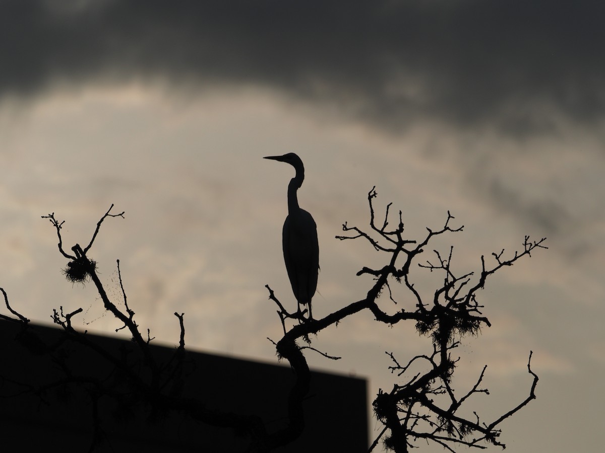 Great Egret - ML449816751