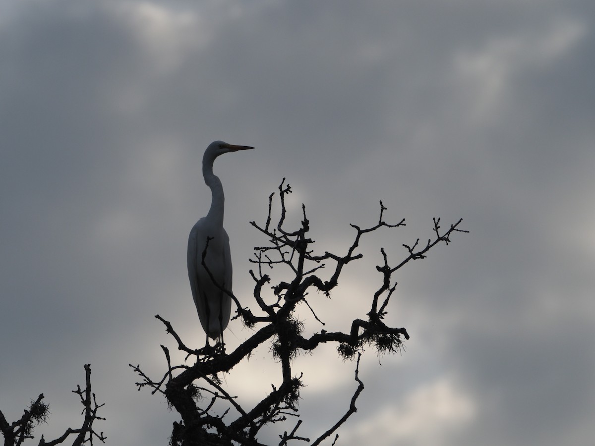 Great Egret - ML449816831