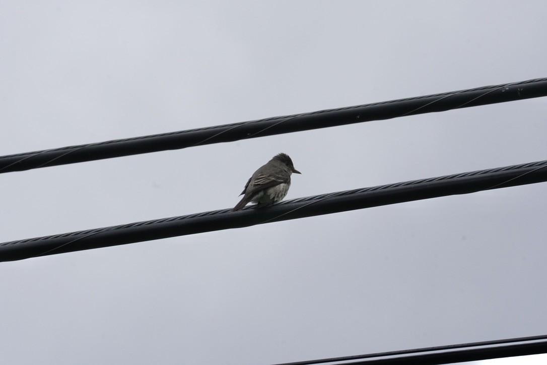 Western Wood-Pewee - ML449817741