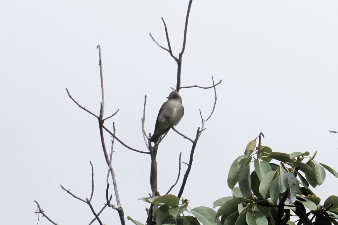 Western Wood-Pewee - ML449817781