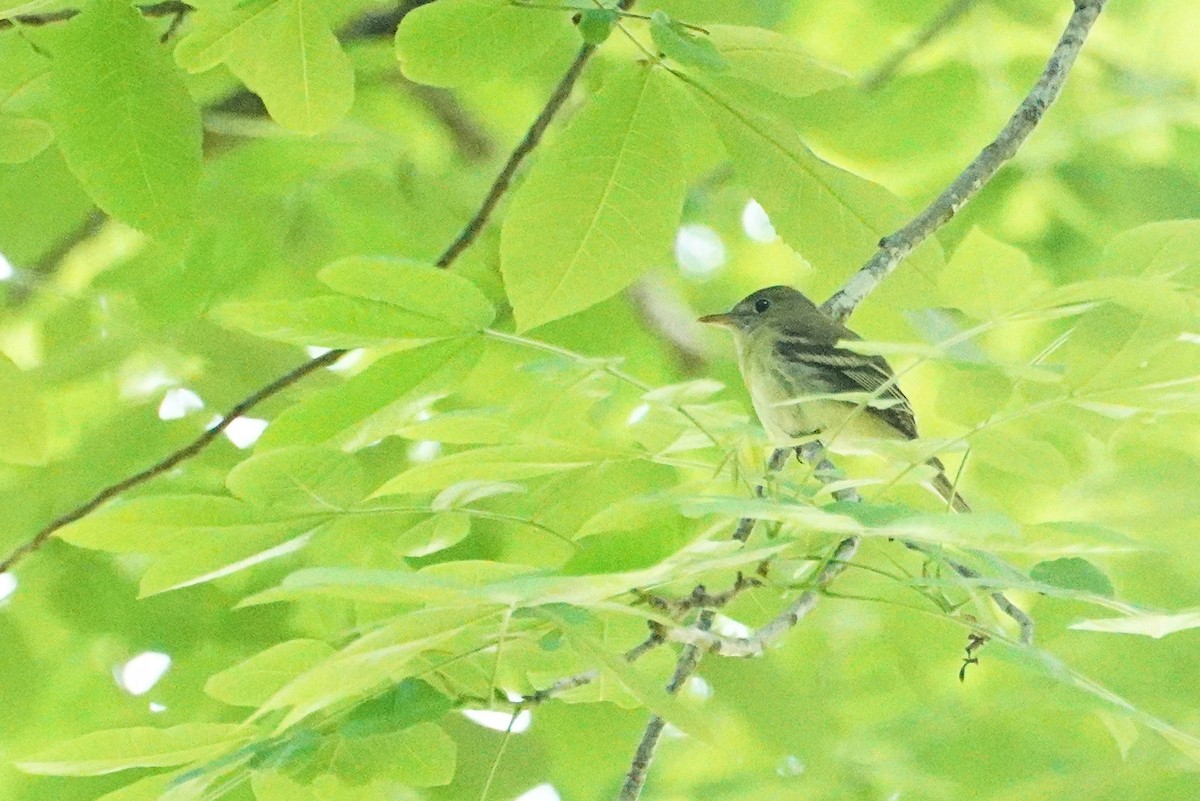 tyranovec zelenavý - ML449818131