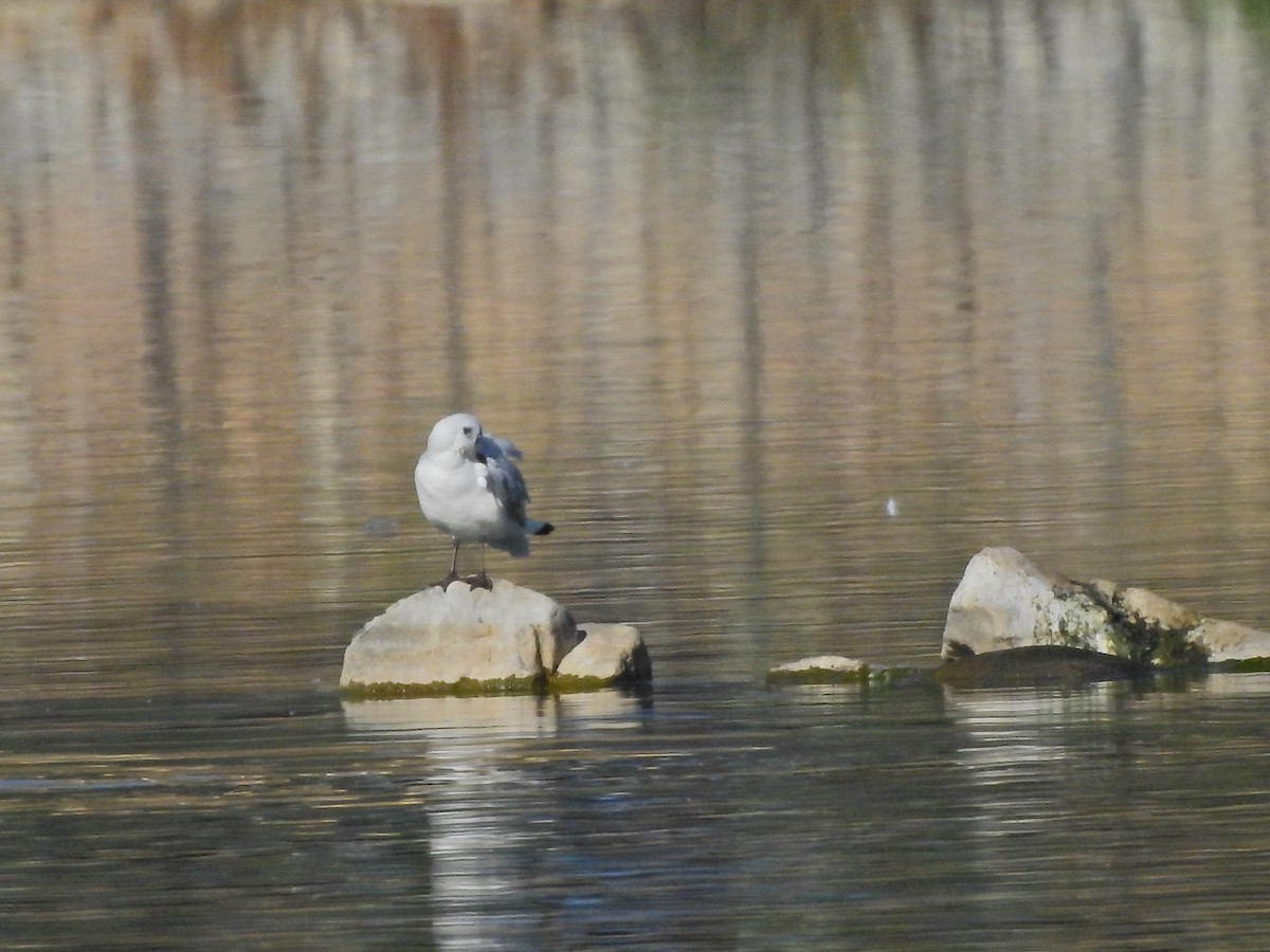 Andean Gull - ML449818601