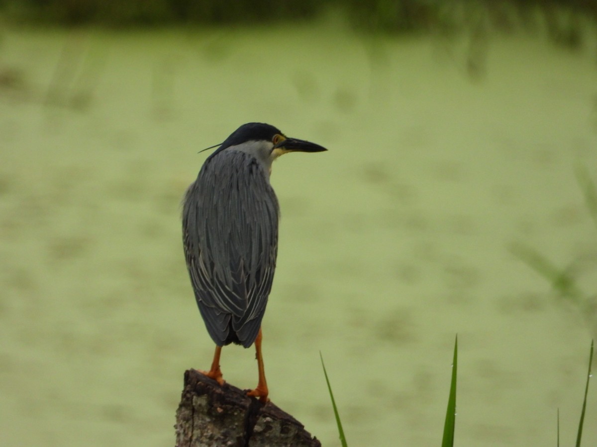 Striated Heron - Freddy Jaraba Aldana