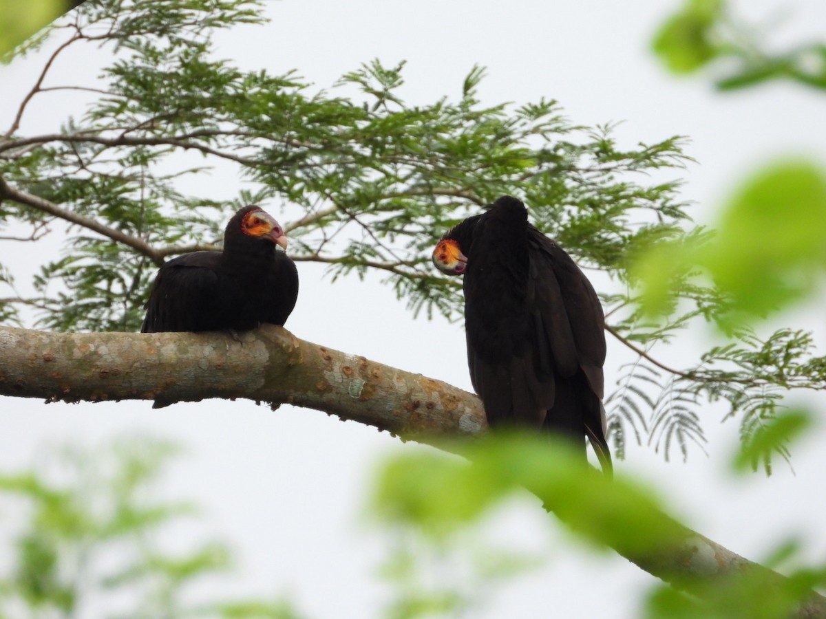 Lesser Yellow-headed Vulture - ML449820211