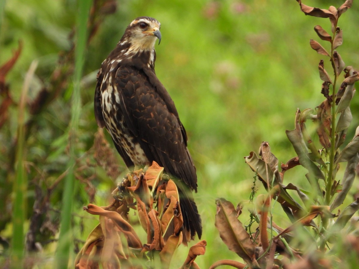 Schneckenbussard - ML449820471