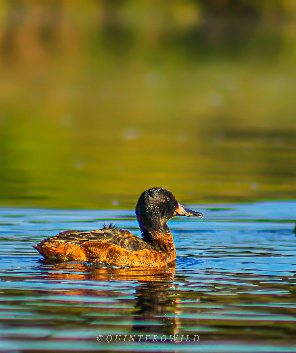 Black-headed Duck - Nicolas Araya Stuardo