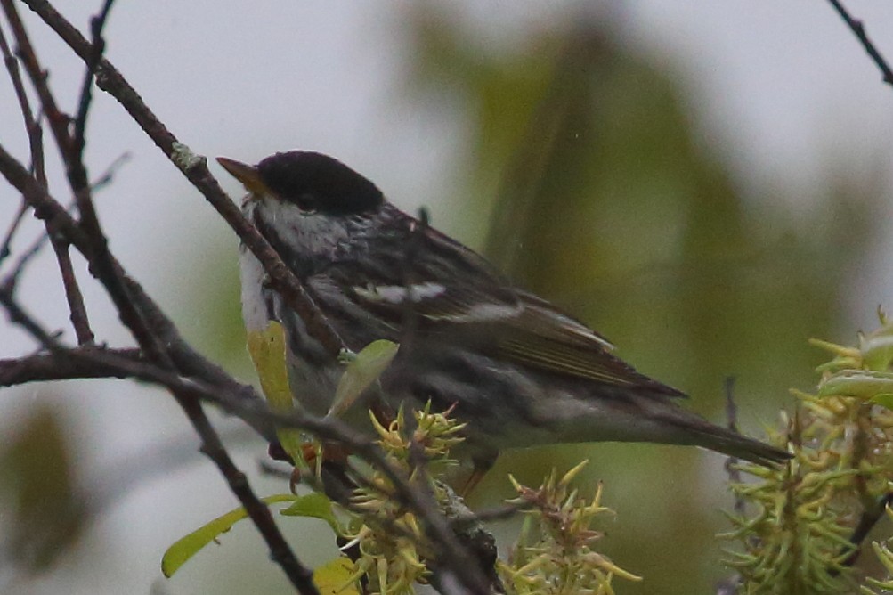 Blackpoll Warbler - ML449822631