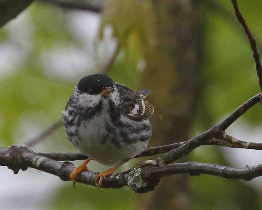 Blackpoll Warbler - ML449822651