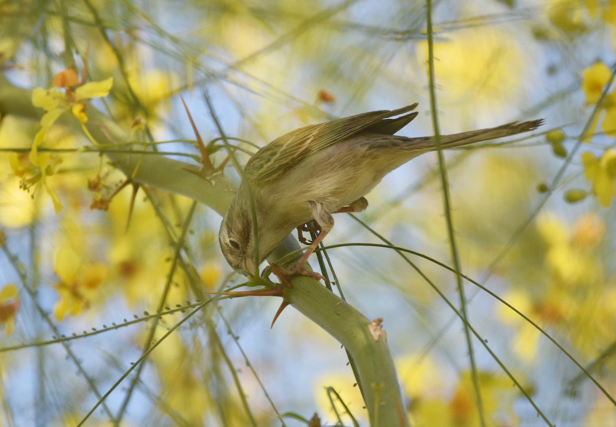 Brewer's Sparrow - Christopher Lindsey