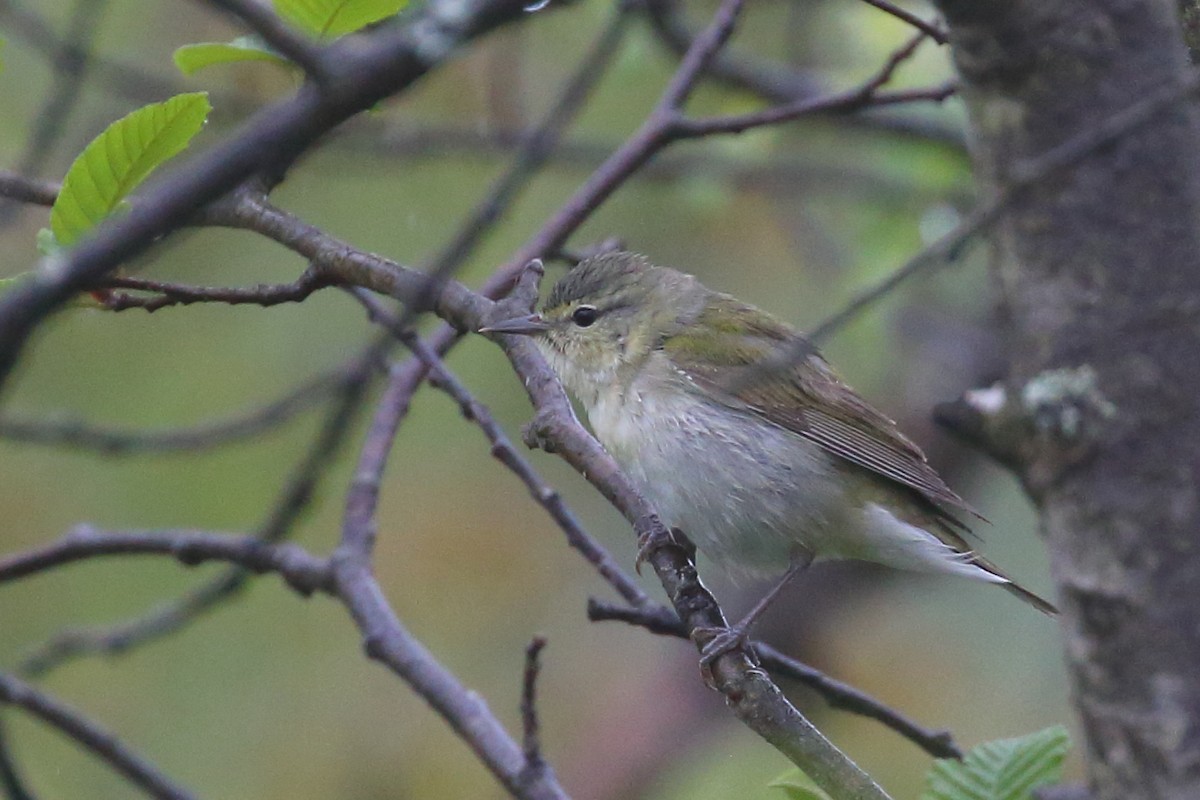 Tennessee Warbler - ML449823181