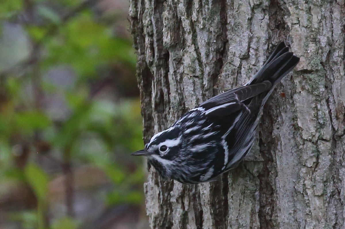 Black-and-white Warbler - ML449823201