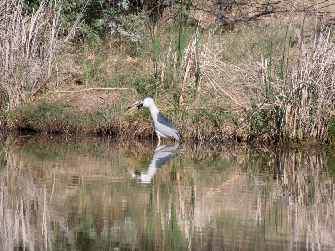 Black-crowned Night Heron - ML449823341