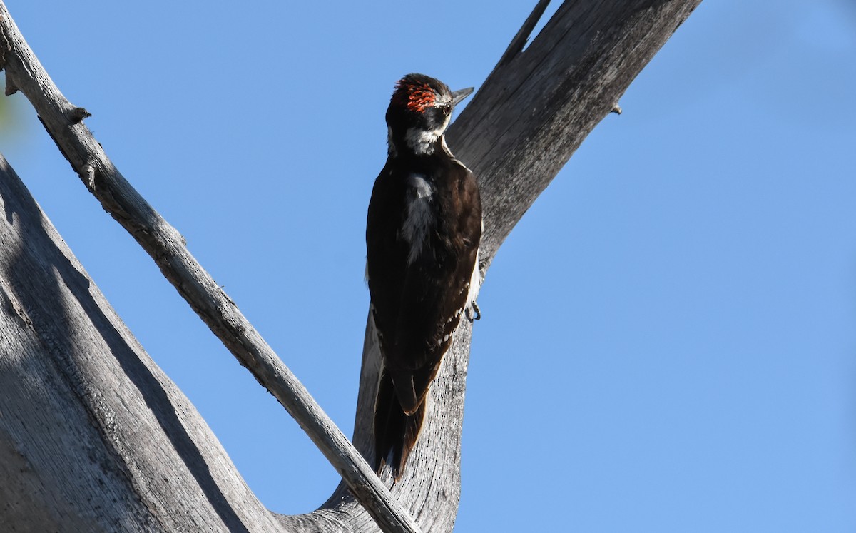 Hairy Woodpecker - ML449824791