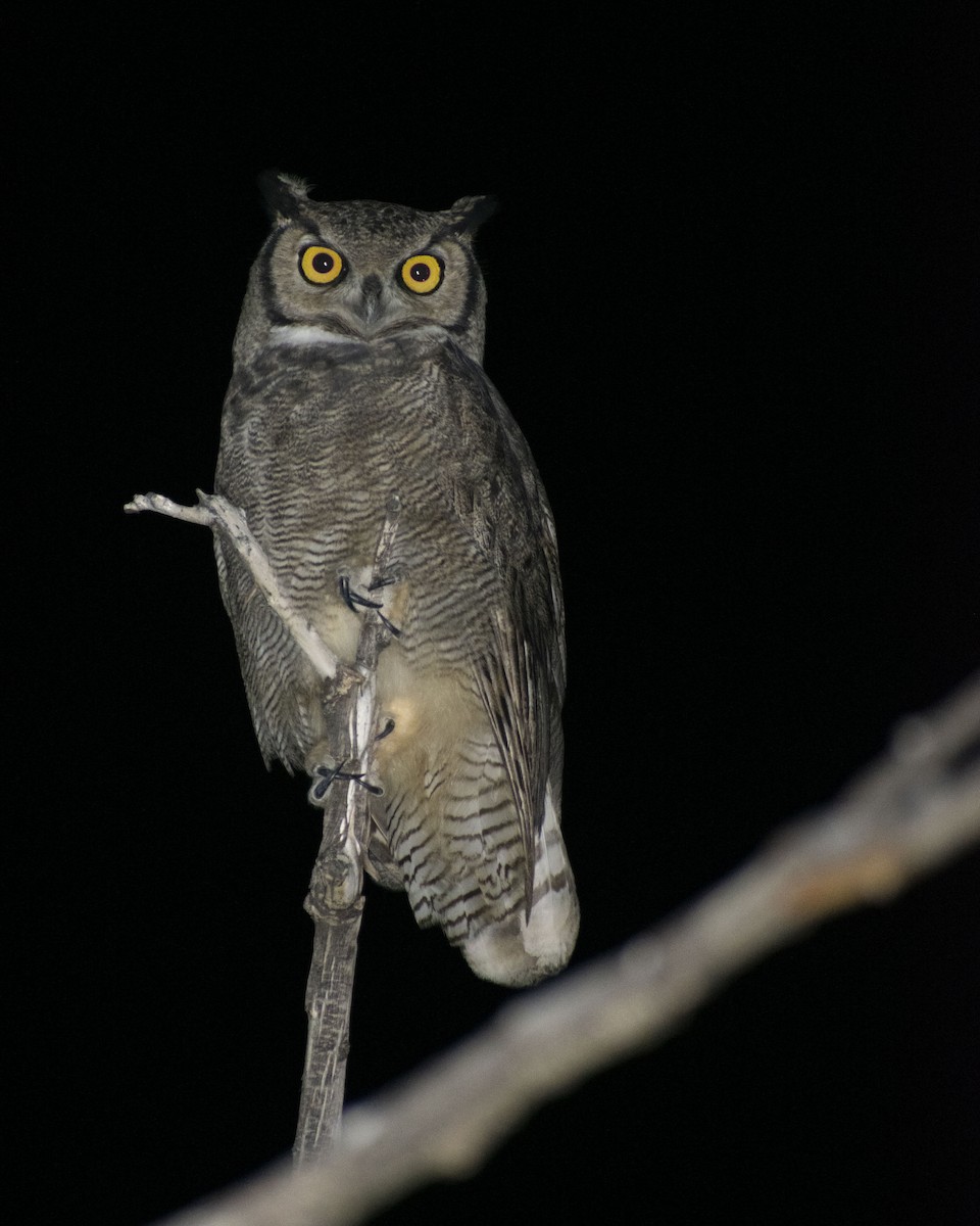 Lesser Horned Owl - ML449826671