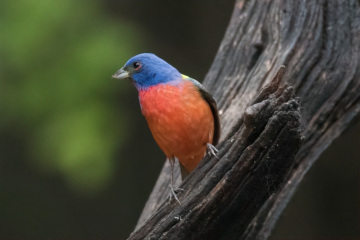 Painted Bunting - ML449827901