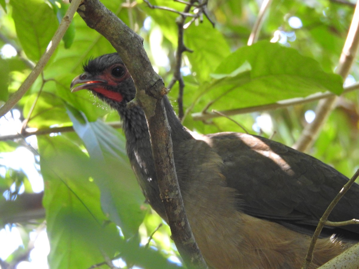 Chachalaca Charata - ML449828481