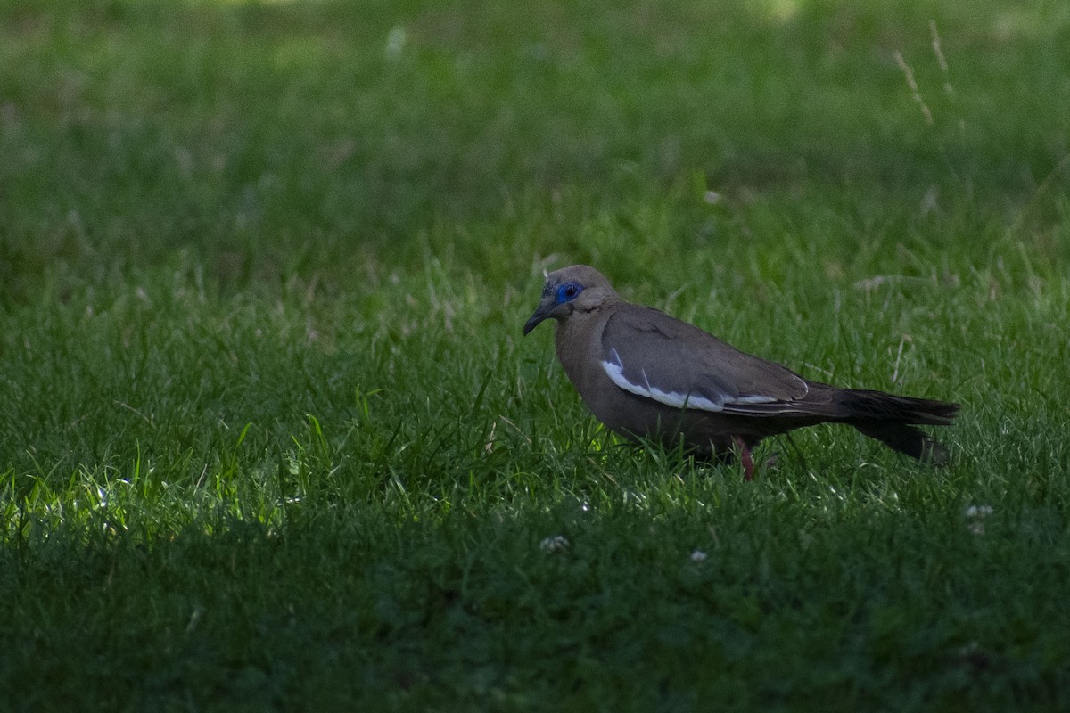 West Peruvian Dove - ML449830001