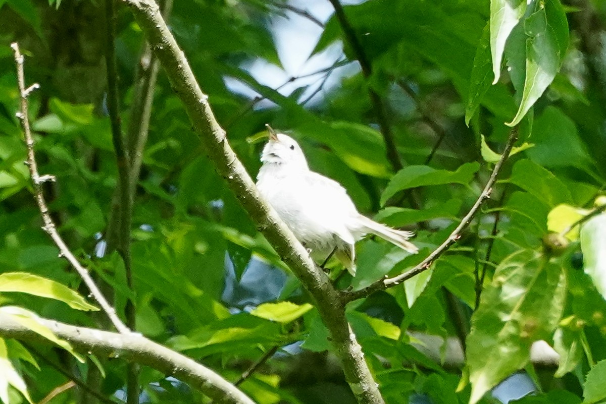 Blue-gray Gnatcatcher - ML449830041