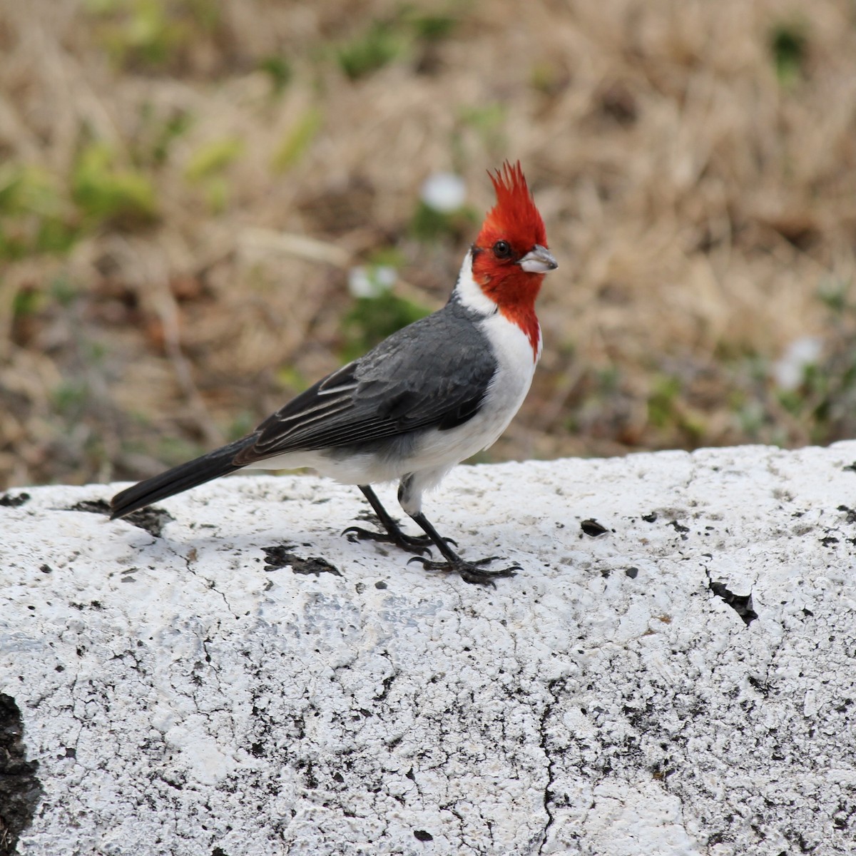 Red-crested Cardinal - ML449830241
