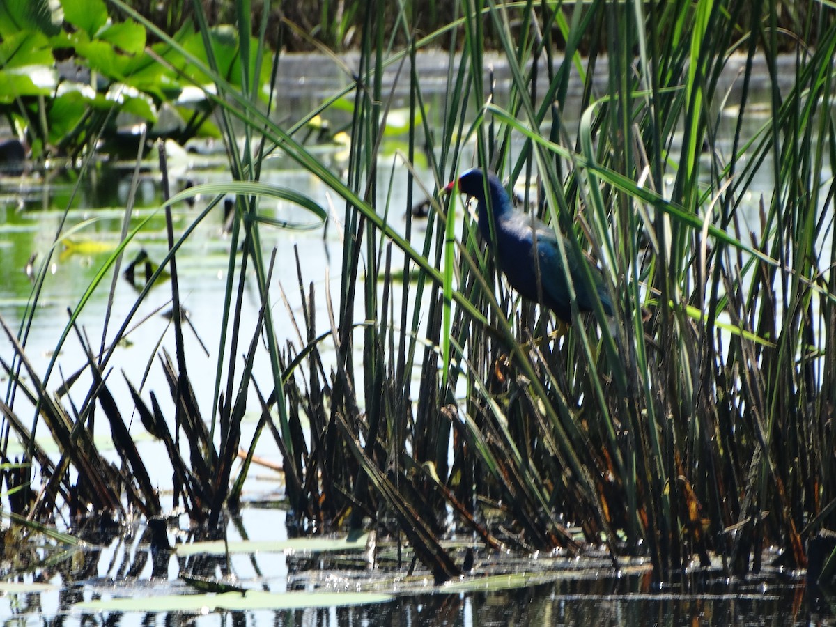 Purple Gallinule - ML449831311