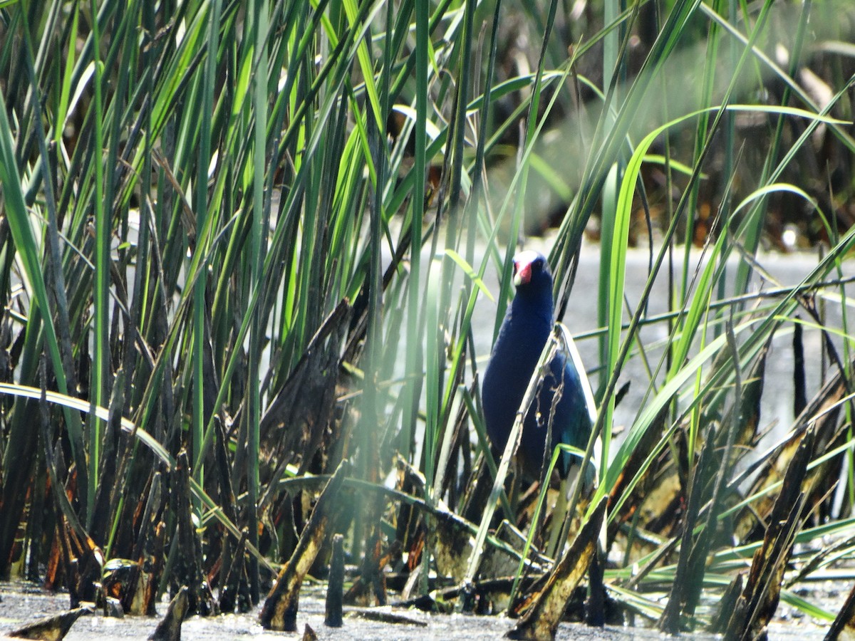 Purple Gallinule - Dave haenni