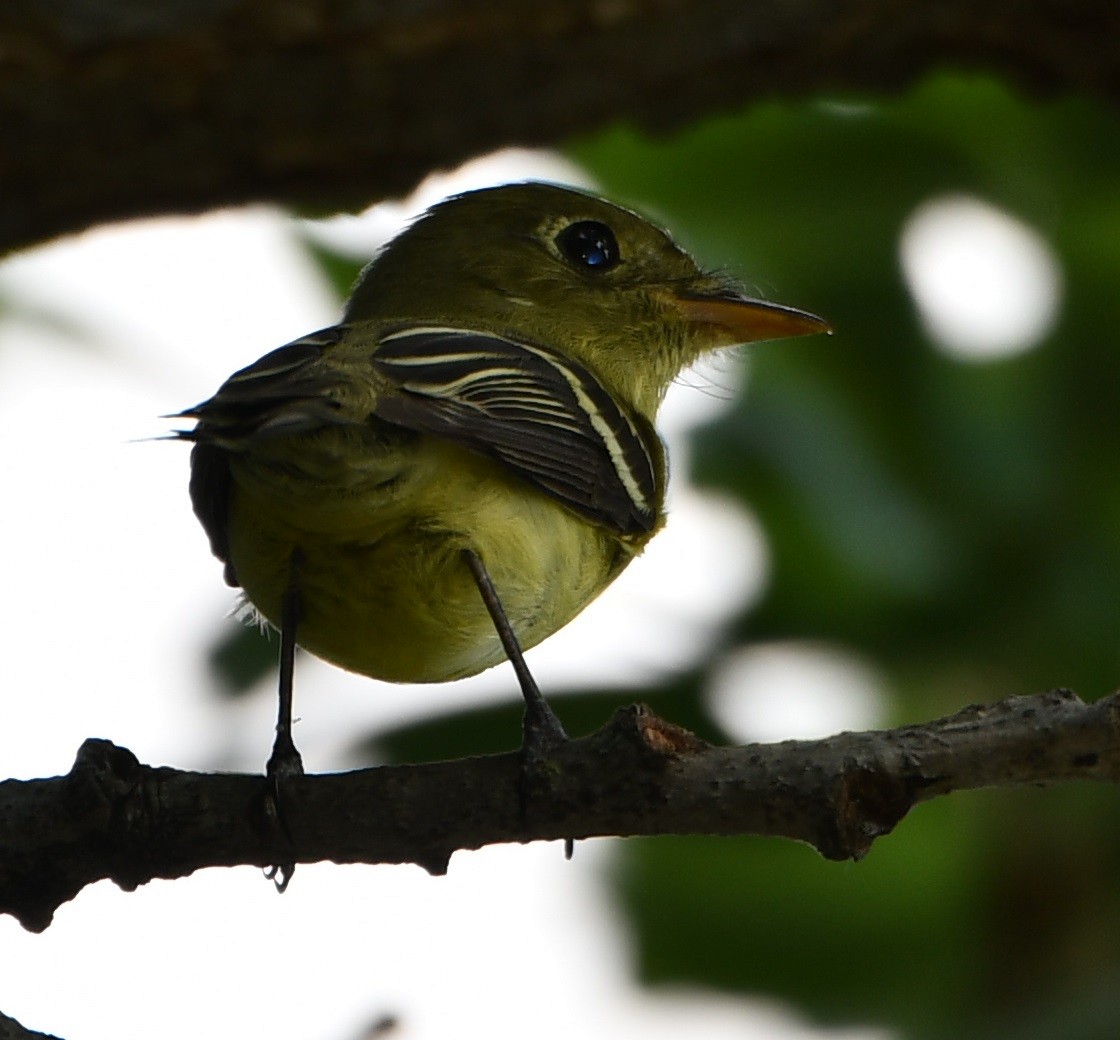 Yellow-bellied Flycatcher - ML449832611