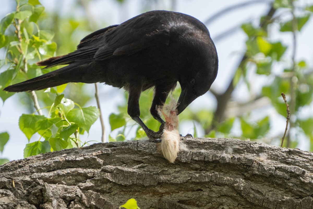 American Crow - ML449832901