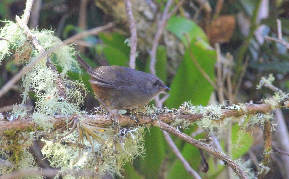 Pale-bellied Tapaculo - Thad Roller