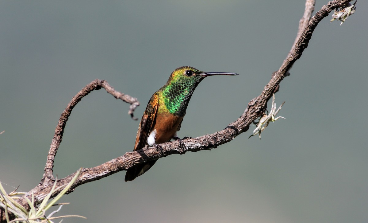 Chestnut-bellied Hummingbird - ML449835761