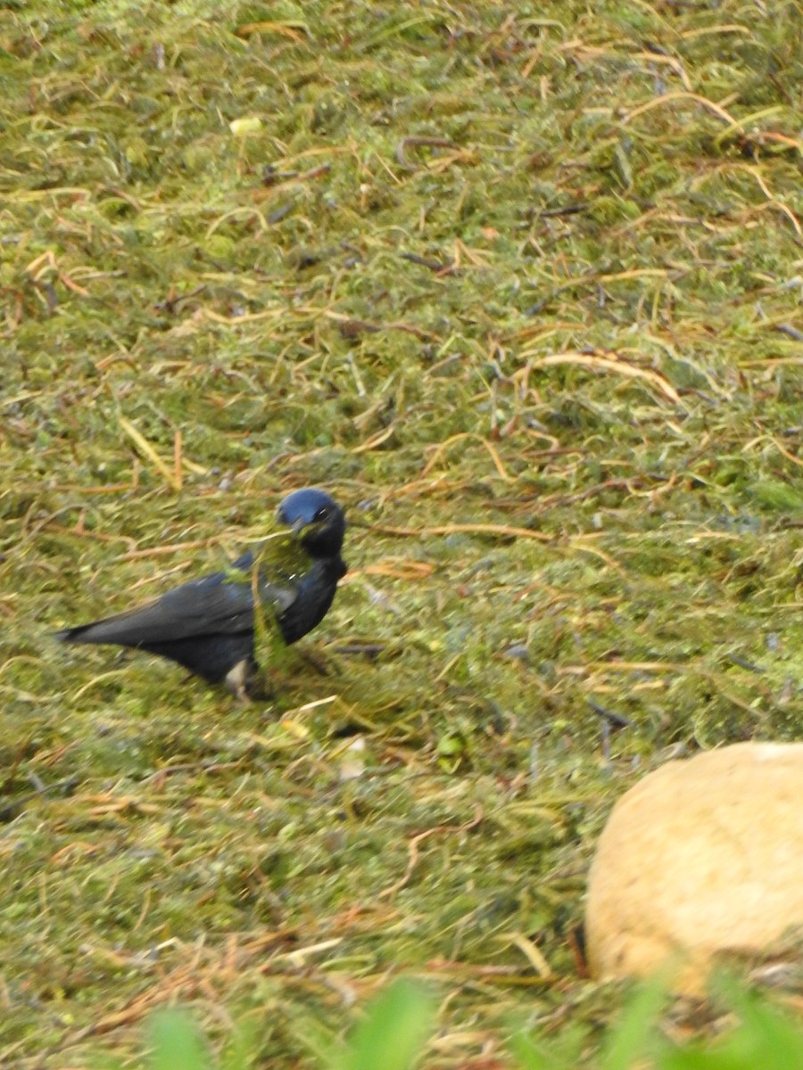 Purple Martin - Nathaniel Covert