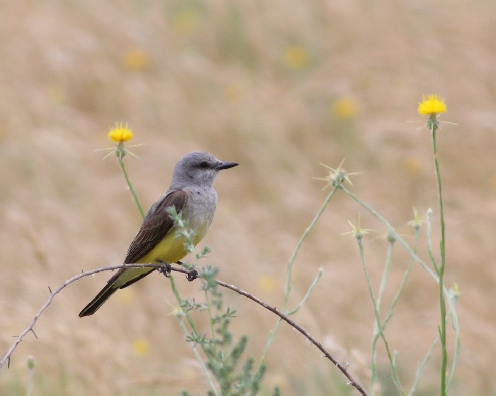 Western Kingbird - Hendrik Swanepoel