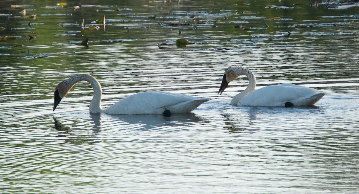 Trumpeter Swan - ML449838531