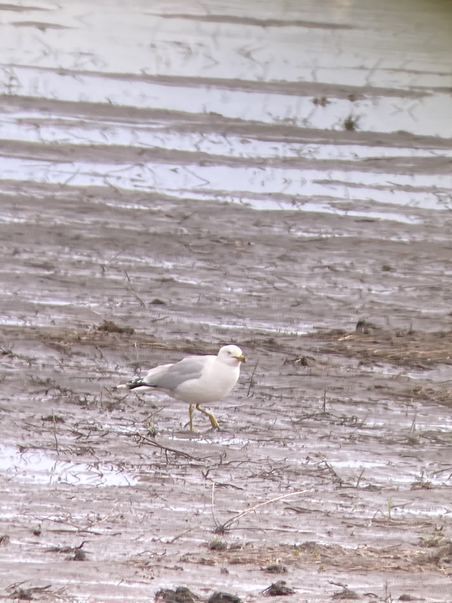 Ring-billed Gull - ML449838751